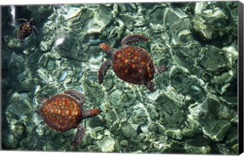 Framed Sea Turtles in Crystal Water Print