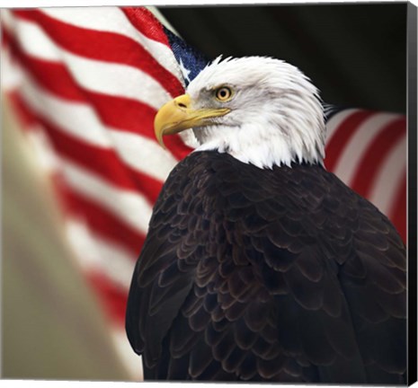 Framed Bald Eagle And US Flag Print