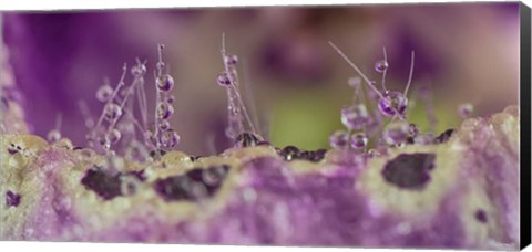 Framed Digitalis 1 Print