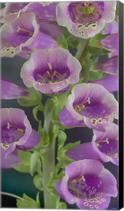 Framed Digitalis 4 Print
