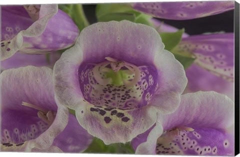 Framed Digitalis 5 Print