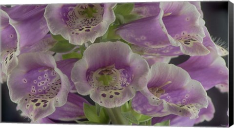 Framed Digitalis 6 Print