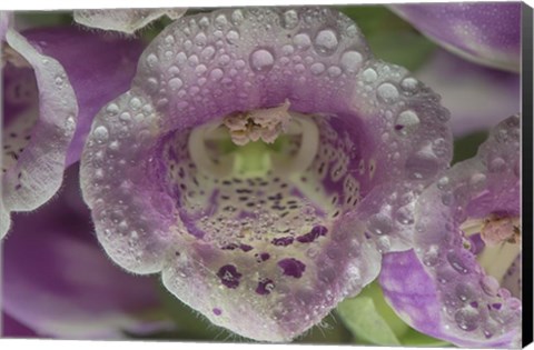 Framed Digitalis 7 Print