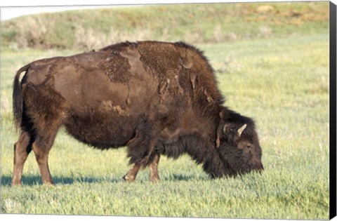 Framed Bison of the Badlands 1 Print