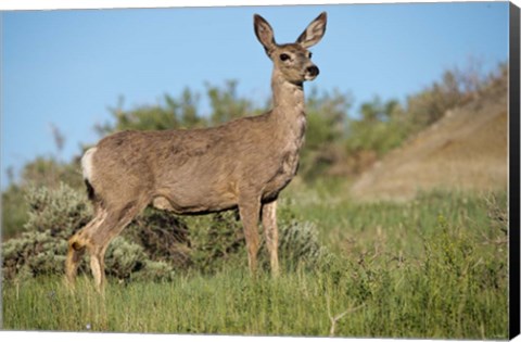 Framed Mule Deer of the Badlands 1 Print