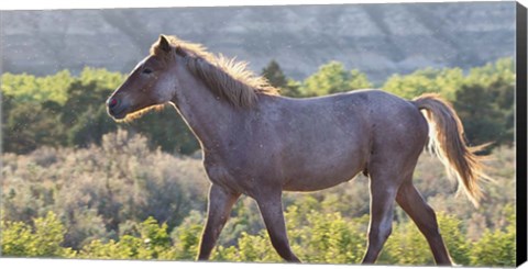 Framed Mustangs of the Badlands 4 Print
