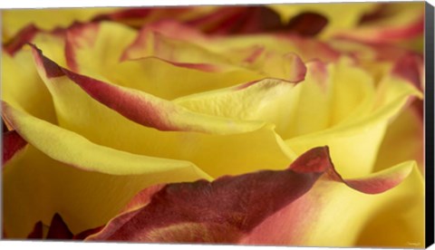 Framed Yellow and Red Rose 1 Print