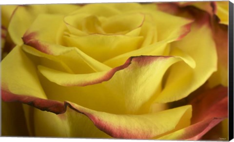 Framed Yellow and Red Rose 2 Print