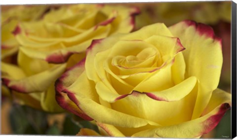 Framed Yellow and Red Rose 3 Print