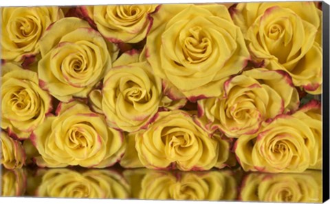 Framed Yellow and Red Rose 6 Print