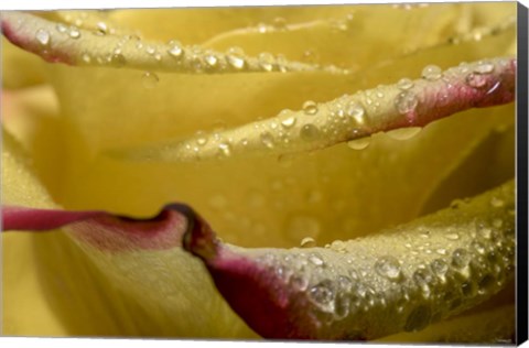 Framed Yellow and Red Rose 11 Print