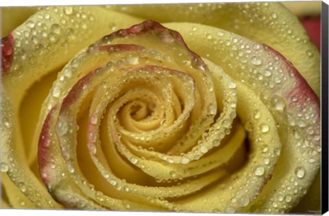 Framed Yellow and Red Rose 12 Print