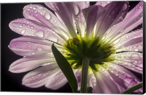 Framed Beneath the Daisies 5 Print