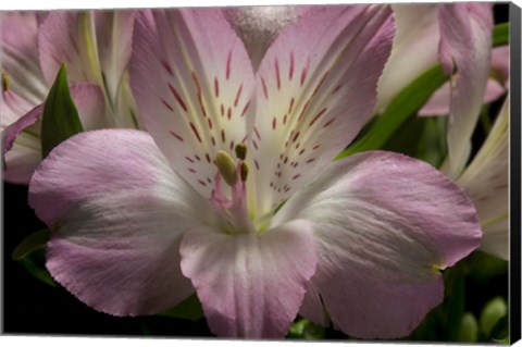 Framed Pink Alstroemerias 1 Print