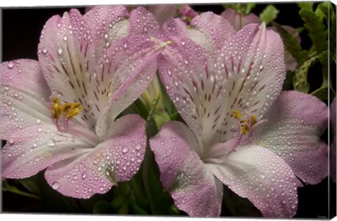 Framed Pink Alstroemerias 4 Print