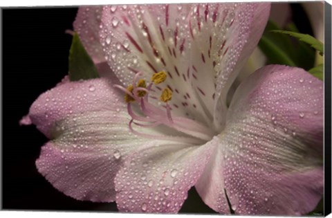 Framed Pink Alstroemerias 5 Print