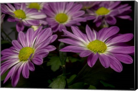 Framed Pink Daisies 1 Print