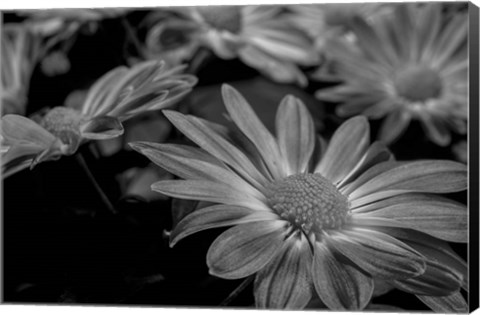 Framed Pink Daisies B&amp;W 1 Print