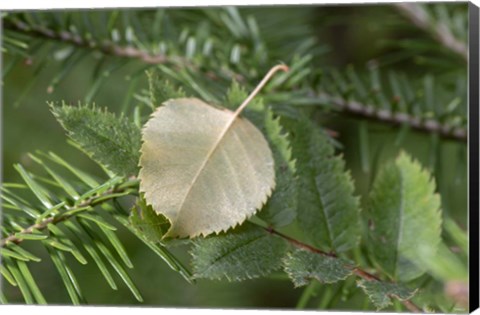 Framed Lake Superior, North Shore 5 Print