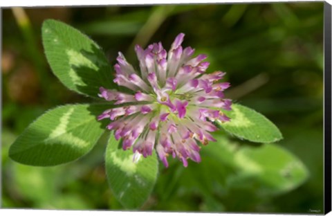 Framed Lake Superior, North Shore 6 Print