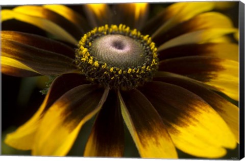 Framed Flower 5 Print