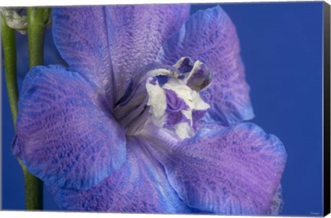 Framed Flower 7 Print