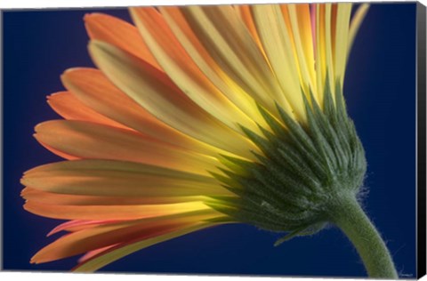 Framed Flower 13 Print