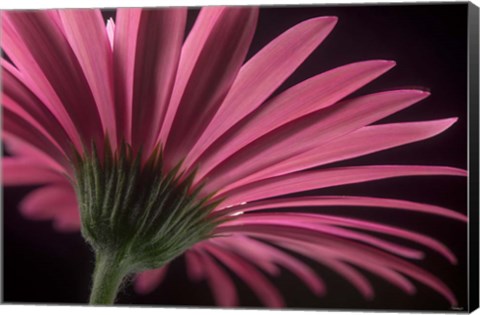 Framed Flower 18 Print