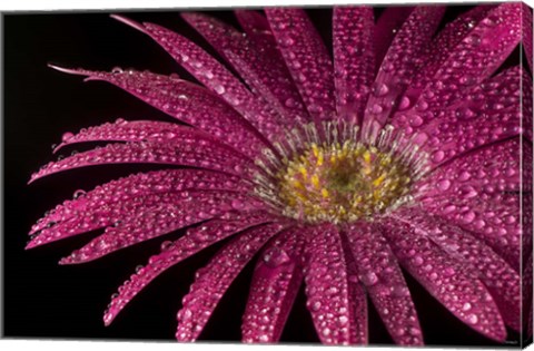 Framed Flower 20 Print