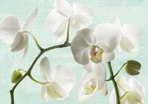 Framed Celadon Orchids Print