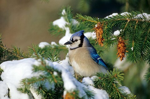 Framed Blue Jay In Winter Spruce Tree Print