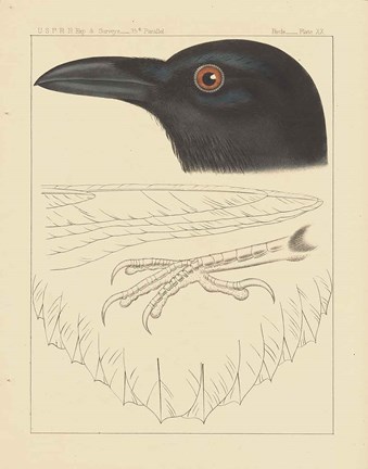 Framed Bird Prints II Print