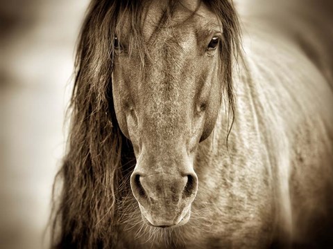 Framed Mustang Sally Print