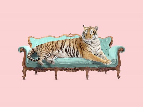 Framed Lazy Tiger Print