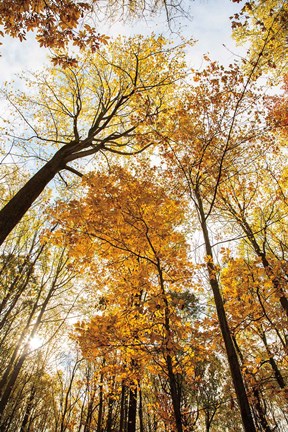 Framed Towering Trees II Print