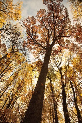 Framed Towering Trees I Print