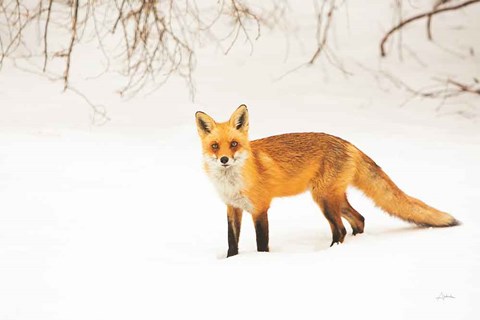 Framed Red Fox IV Print