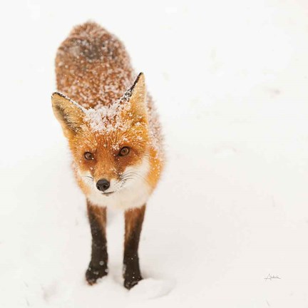 Framed Red Fox I Print