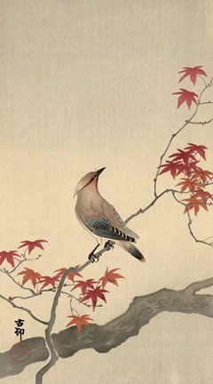 Framed Japanese Waxwing on Maple, 1900-1936 Print