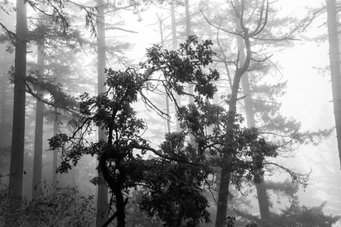 Framed Foggy Trees Print