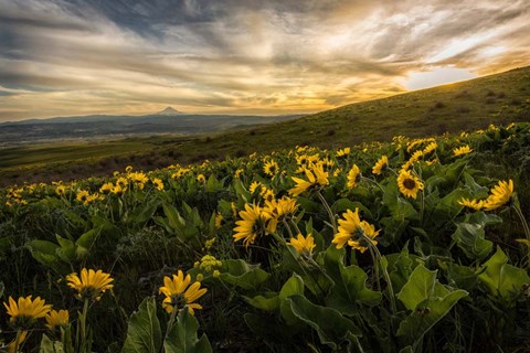 Framed Sunflower Field Print