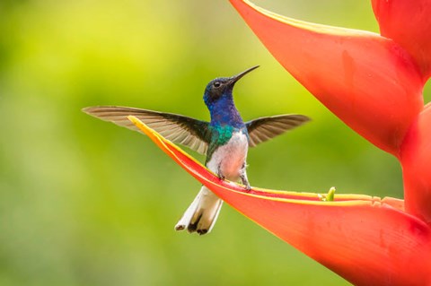 Framed Costa Rica, Sarapiqui River Valley, Male White-Necked Jacobin On Heliconia Print