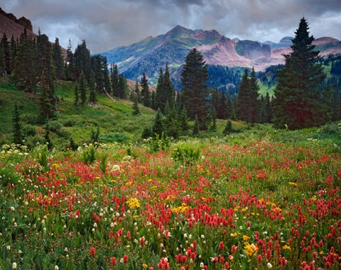 Framed Colorado, Laplata Mountains, Wildflowers In Mountain Meadow Print