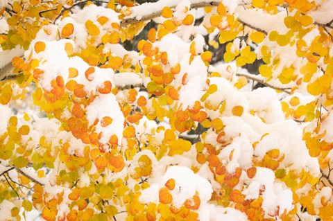 Framed White River National Forest, Snow Coats Aspen Trees In Winter Print