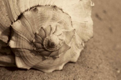 Framed Conch Print