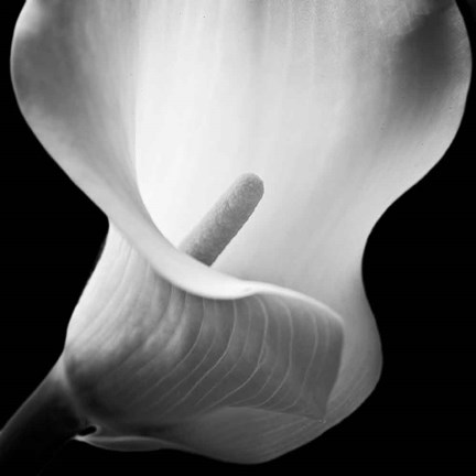 Framed Softness I Print