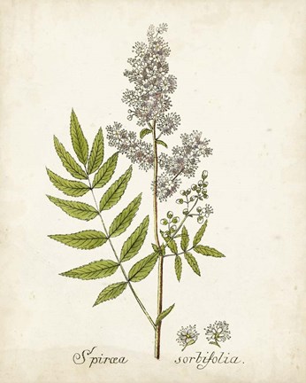 Framed Antique Herb Botanical III Print