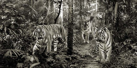 Framed Bengal Tigers (detail, BW) Print