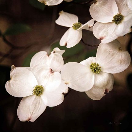 Framed White Dogwood III Print