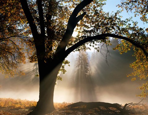 Framed Sunrays Through the Fog Print